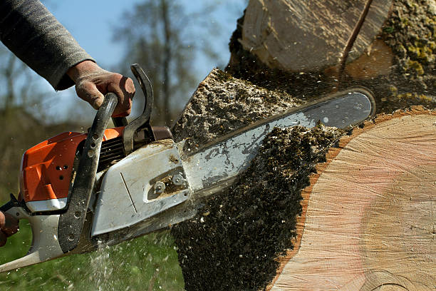 The Steps Involved in Our Tree Care Process in Nanticoke, PA